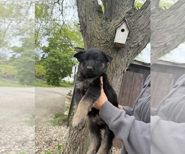 Medium Photo #9 German Shepherd Dog Puppy For Sale in FORT WAYNE, IN, USA