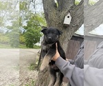 Small #8 German Shepherd Dog