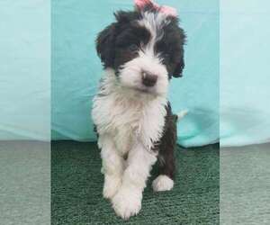F2 Aussiedoodle Puppy for sale in SIOUX FALLS, SD, USA