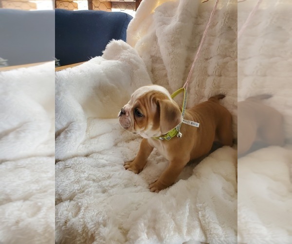 Medium Photo #29 English Bulldog Puppy For Sale in ALBUQUERQUE, NM, USA