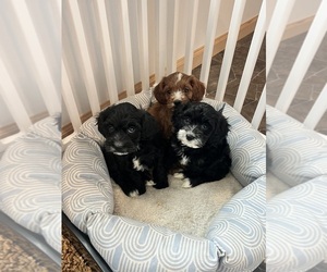 Cavapoo Puppy for sale in BELDING, MI, USA