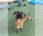 Small Photo #2 Boxer-Unknown Mix Puppy For Sale in Pasadena, TX, USA