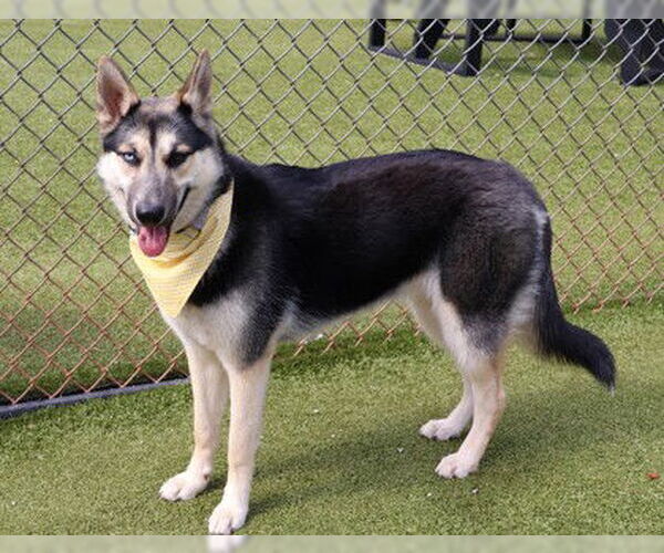 Medium Photo #2 Gerberian Shepsky Puppy For Sale in Rockaway, NJ, USA