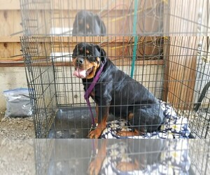 Mother of the Rottweiler puppies born on 10/08/2022