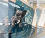 Small #3 French Bulldog