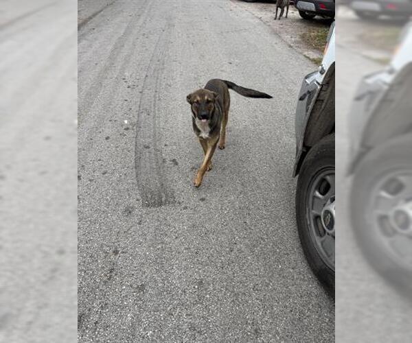 Medium Photo #1 German Shepherd Dog-Unknown Mix Puppy For Sale in Houston, TX, USA