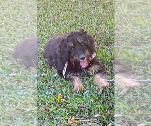 Aussiedoodle Miniature  Puppy for sale in CROWLEY, TX, USA