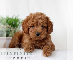 Goldendoodle (Miniature) Puppy for sale in NARVON, PA, USA