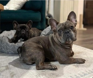 Father of the French Bulldog puppies born on 08/18/2023