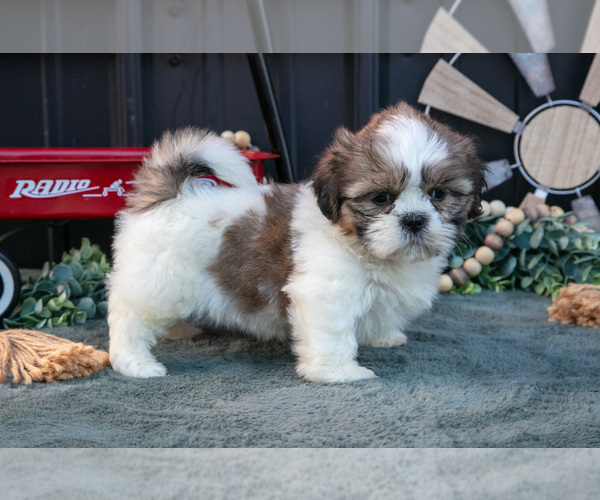 Medium Photo #26 Shih Tzu Puppy For Sale in CLARE, MI, USA