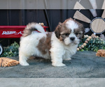 Puppy Melanie Shih Tzu