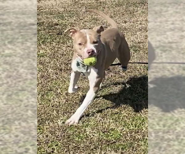 Medium Photo #6 American Pit Bull Terrier-Unknown Mix Puppy For Sale in Virginia Beach, VA, USA