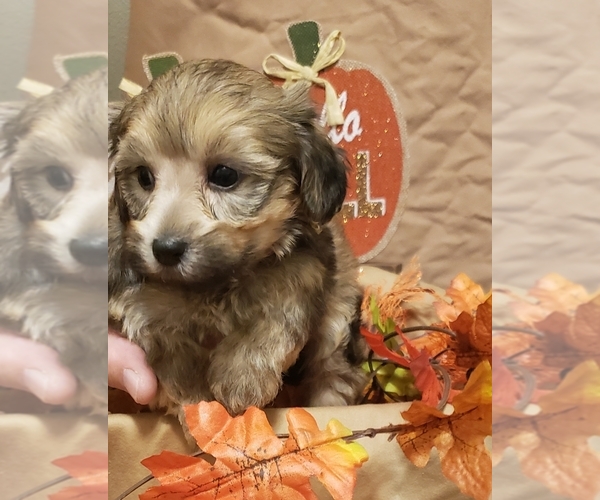 Medium Photo #1 Poodle (Toy)-Yorkshire Terrier Mix Puppy For Sale in FLOYDS KNOBS, IN, USA