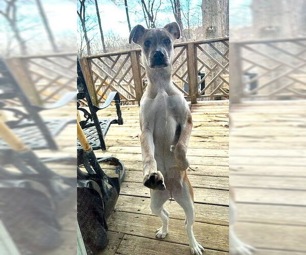 Medium Photo #3 Mutt Puppy For Sale in MECHANICSBURG, PA, USA