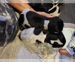 Small Photo #6 German Shorthaired Pointer Puppy For Sale in HENDERSON, NV, USA