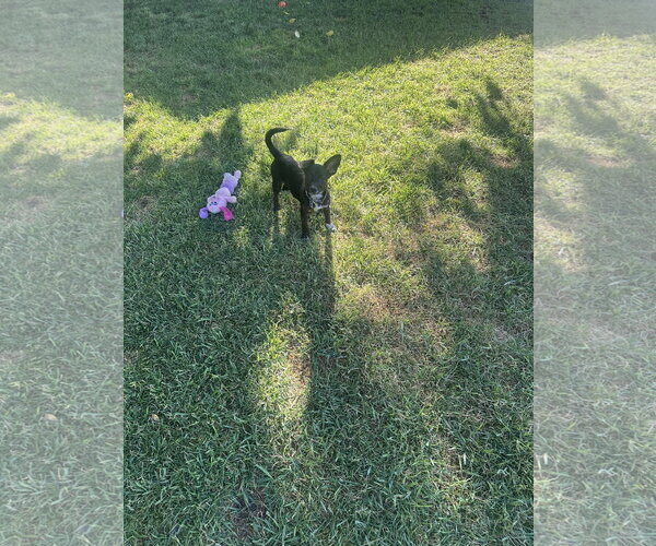 Medium Photo #5 Chiweenie Puppy For Sale in Sandy, UT, USA