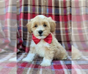 Lhasa-Poo Puppy for sale in LINCOLN UNIV, PA, USA