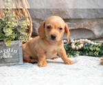 Puppy Lance Dachshund