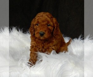 Goldendoodle (Miniature) Puppy for sale in FREDERICKSBURG, OH, USA
