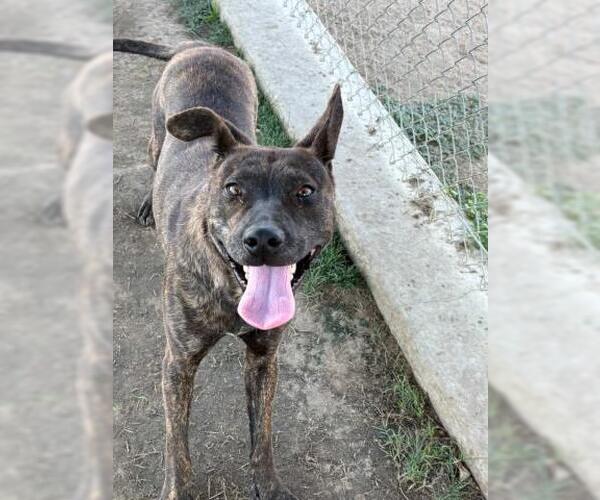 Medium Photo #2 American Pit Bull Terrier-Unknown Mix Puppy For Sale in Bakersfield, CA, USA