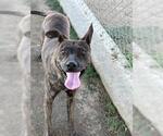 Small #1 American Pit Bull Terrier Mix