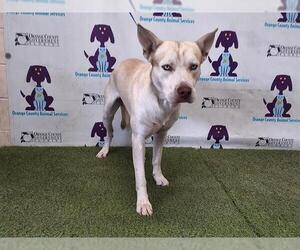 Siberian Husky-Unknown Mix Dogs for adoption in Orlando, FL, USA