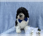 Small #7 Cavapoo (Miniature)