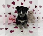 Small #2 German Shepherd Dog-Miniature American Shepherd Mix