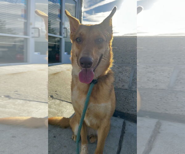 Medium Photo #1 Australian Kelpie-Unknown Mix Puppy For Sale in Newport Beach, CA, USA