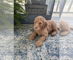 Small Photo #8 Poodle (Standard) Puppy For Sale in CONCORD, VA, USA
