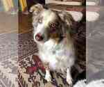 Small Photo #1 Australian Shepherd Puppy For Sale in SPARTANBURG, SC, USA