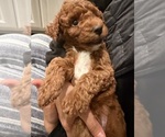 Small #7 Labradoodle