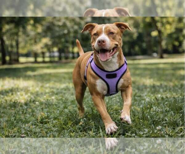 Medium Photo #8 Mutt Puppy For Sale in  Gainesville, FL, USA