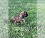 Small Photo #11 Bloodhound-Mastiff Mix Puppy For Sale in COLCORD, OK, USA