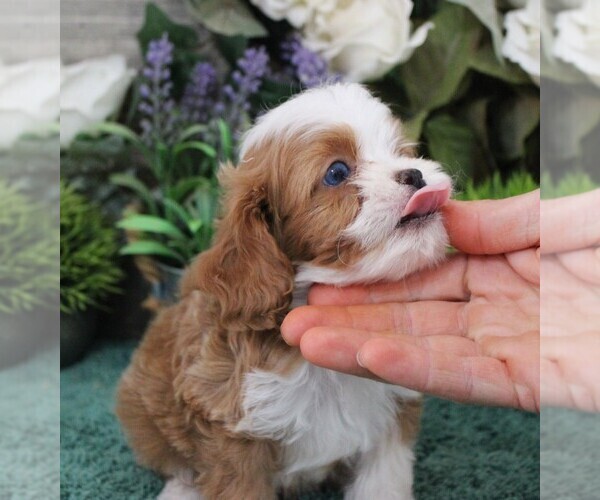 Medium Photo #8 Cavapoo (Miniature) Puppy For Sale in CARLISLE, KY, USA