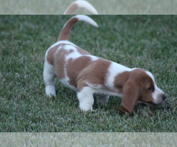Medium Photo #37 Basset Hound Puppy For Sale in MEMPHIS, MO, USA