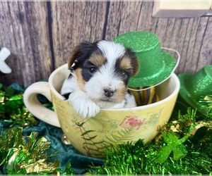 Morkie Puppy for sale in CASSVILLE, MO, USA