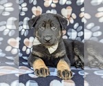 Small Photo #6 German Shepherd Dog Puppy For Sale in OXFORD, PA, USA