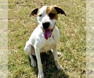Plott Hound-Unknown Mix Dogs for adoption in Conroe, TX, USA