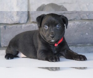 Jack Russell Terrier-Unknown Mix Puppy for sale in FREDERICKSBG, OH, USA