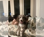 Small Photo #1 Aussiedoodle Puppy For Sale in BROOKSVILLE, FL, USA
