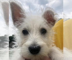 West Highland White Terrier Puppy for Sale in BUELL, Missouri USA