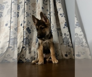 German Shepherd Dog Puppy for sale in DURHAM, CT, USA