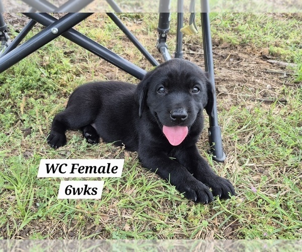 Medium Photo #74 Labrador Retriever Puppy For Sale in EDGEWOOD, TX, USA