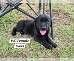Small Photo #74 Labrador Retriever Puppy For Sale in EDGEWOOD, TX, USA
