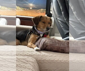 Beagle Dogs for adoption in Tampa, FL, USA