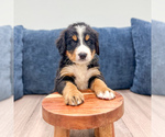 Small #1 Bernese Mountain Dog