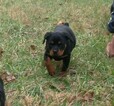 Small Photo #19 Rottweiler Puppy For Sale in VONORE, TN, USA