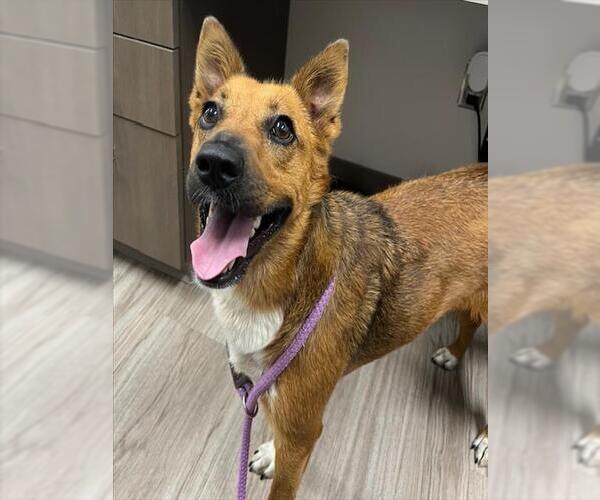 Medium Photo #1 German Shepherd Dog-Unknown Mix Puppy For Sale in Baytown, TX, USA