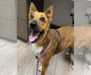 German Shepherd Dog-Unknown Mix Dogs for adoption in Baytown, TX, USA